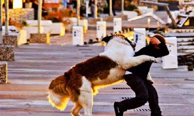 梦到自己被狗追