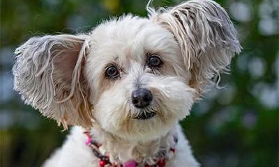 狗年元旦出生的人命运还不好，运势如何？