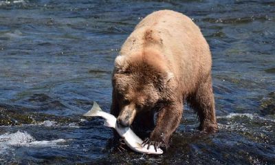 梦见被大狗熊抓捕