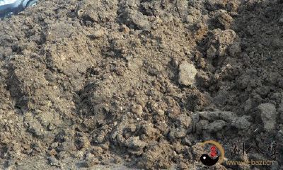 梦到拿羊粪种田