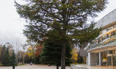 院子里砍树讲究吗？