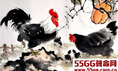 酉鸡有着怎样的性格特点？是否会影响个人运势？