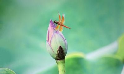 寡妇年立夏不可以结婚吗？寡妇年结婚应该如何化解？