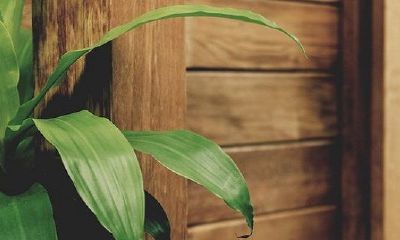 家里养文竹带来灾难是真的吗？