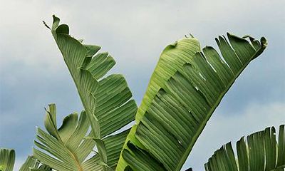 壬寅虎年2022年农历六月吉日有几天？是哪几天？