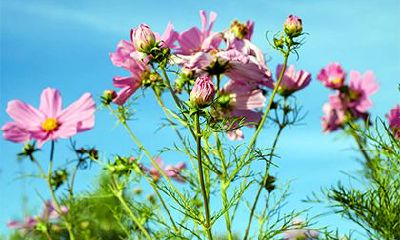 2022年夏季有几天理发的农历黄道吉日？