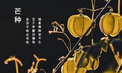 2021年芒种煮青梅是什么意思？芒种节气是夏季吗？