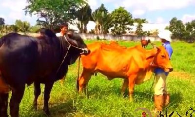 梦见黄牛和黑牛