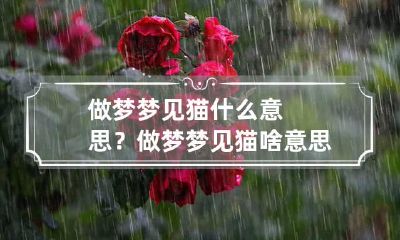 做梦梦见猫什么意思？ 做梦梦见猫啥意思?