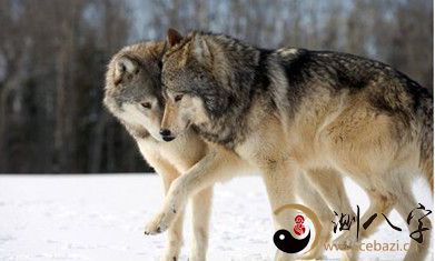 梦见被狼咬伤流血