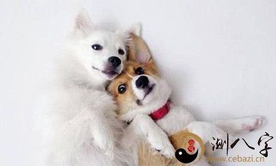 梦见两只狗做我的新娘