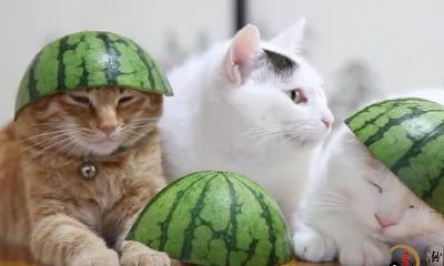 梦到自己遮阳帽没了