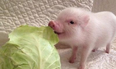 梦见小猪吃白菜
