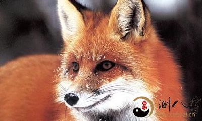 梦到击伤小狐狸