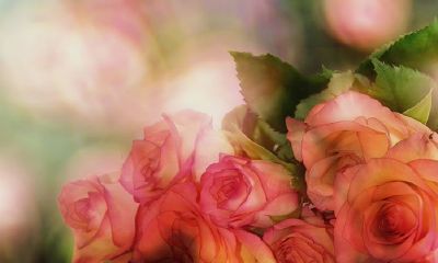 桃花开，爱情来，2019下半年容易收获爱情的生肖