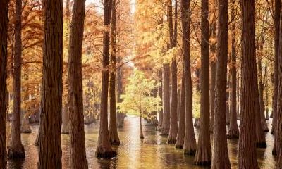 2018年白露出生五行缺土女孩起名？缺土有什么危害吗？