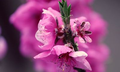 2019年8月，12生肖爱情桃花运