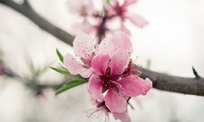 郑博士：12生肖2019年9月爱情桃花运