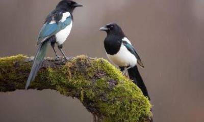 霜降中的降是什么意思？霜降是进入冬天的意思吗？