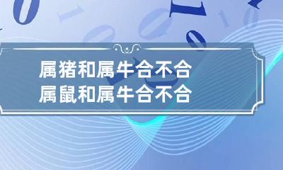 属猪和属牛合不合 属鼠和属牛合不合