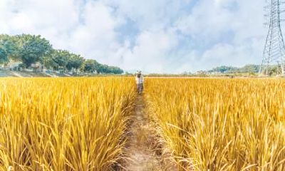 大寒节气会下雪吗，天气会很冷吗？