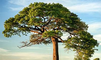 8月份出生的男孩五行属什么，应该怎么取名？