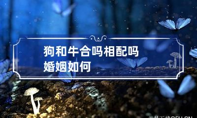 狗和牛合吗相配吗婚姻如何