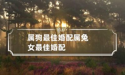 属狗最佳婚配 属兔女最佳婚配