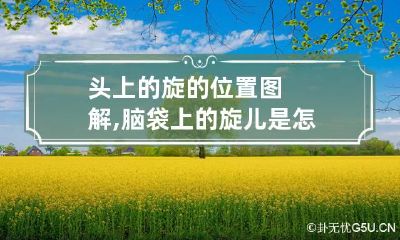 头上的旋的位置图解,脑袋上的旋儿是怎么来的?
