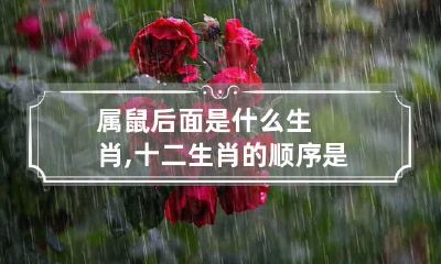 属鼠后面是什么生肖,十二生肖的顺序是怎么排的