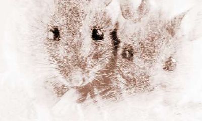 属猪和属鼠的配对