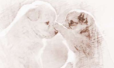 属猪和属狗的配对