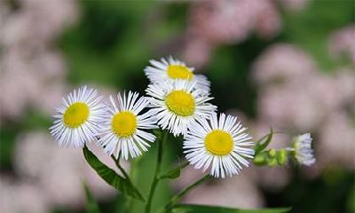 2020年植物节出生的宝宝命运如何？是富贵命吗？