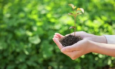 2020年植树节是黄道吉日吗？2020年植树节日子好不好？