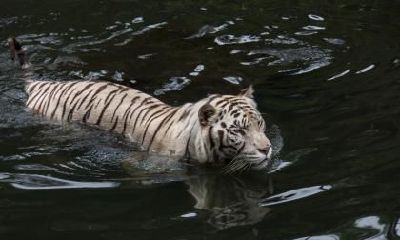 农历十月初一寒衣节出生属虎的命是好是坏？什么说法？