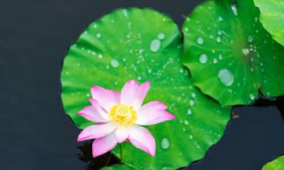 2020年五月初一夏至这天可以祭祖吗，日子好不好？