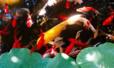 寒衣节是不是鬼节？中国有几个鬼节？