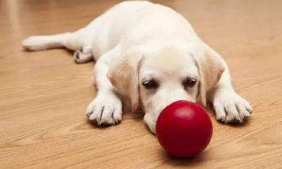 生肖狗哪个时辰出生的时间是最好的？