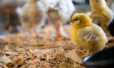 2022年我属鸡老公属蛇适不适合生一个属虎的宝宝？