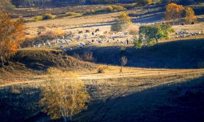 霜降是什么节气？霜降节气的含义是什么？