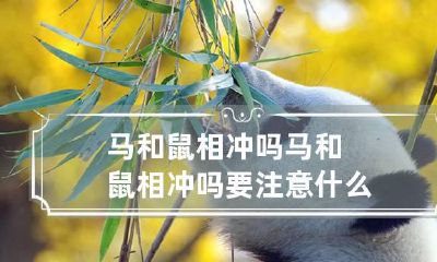 马和鼠相冲吗 马和鼠相冲吗要注意什么