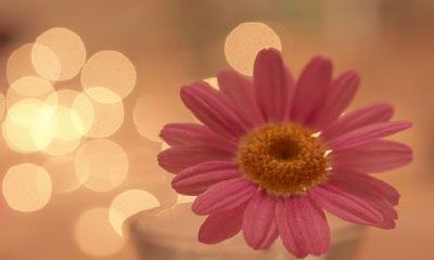 星座查询农历还是阳历