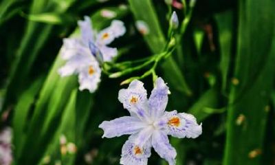 寒露节气饮食适宜清淡，早盐水晚蜂蜜