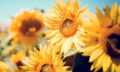 十二星座哪天出生最好命