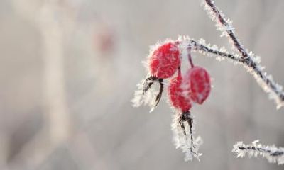 2018年霜降适合去庙中烧香祈福吗？庙中祈福有何禁忌？