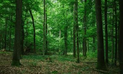 立夏是夏天的开始吗？立夏是不是就进入了夏天？