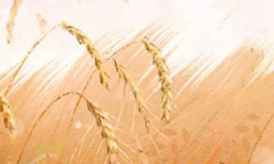 1997年属牛姻缘在哪年男生 属牛男最佳配偶