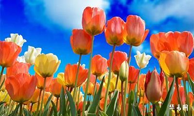 2022年六月二十九可以求婚吗？是不是求婚的黄道吉日？