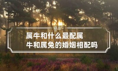 属牛和什么最配 属牛和属兔的婚姻相配吗