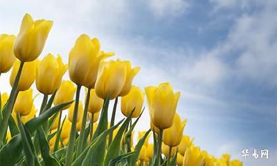 2022虎年六月二十三日是求婚的吉日吗？